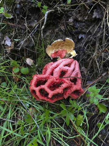 Clathrus Ruber 2